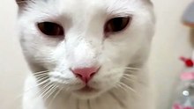 ✨😺 Pernanca, el gato mágico en el lavamanos 🐾 #Michi #Mascotas #Felino #Animales 🎉
