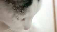 😺🎉 Pernanca, el gato travieso que domina el lavamanos 🚰🐾 #Michi #Mascotas #Felino #Animales
