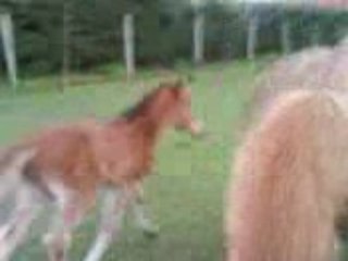 Ulysse et priska en pature