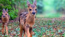 1 Hour of Deer in the Forest 🦌 | Roe Deer, Nature Sounds & Relaxing Wildlife (No Music)