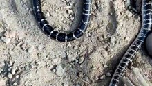 Is This Snake Venomous? 🐍 Common Krait Identification & Myths Revealed!