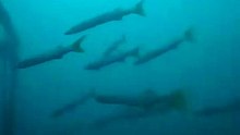 30 Secs: Invisible Ocean Giants 🌊