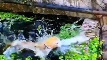 Cats FAIL at Swimming 😹Funniest water Fails Compilation