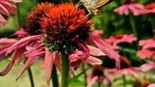 World Tour Monarch Butterfly