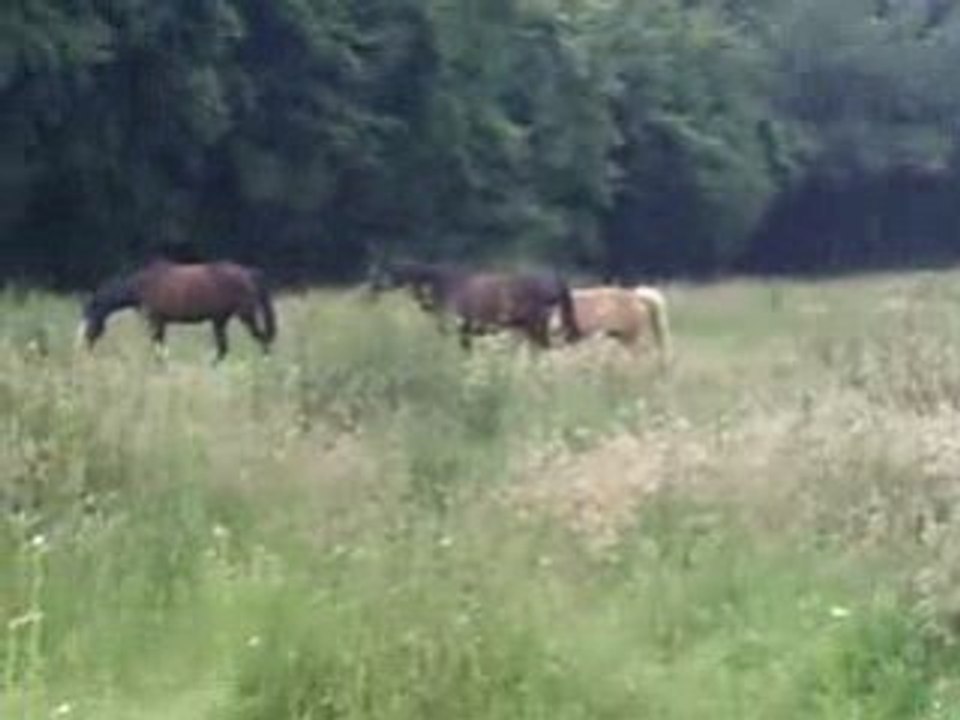 Les chevaux au pré
