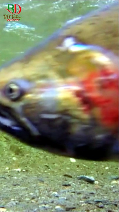 Life cycle of salmon fish