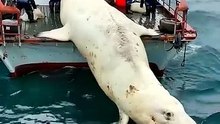 World Tour Sea Lion