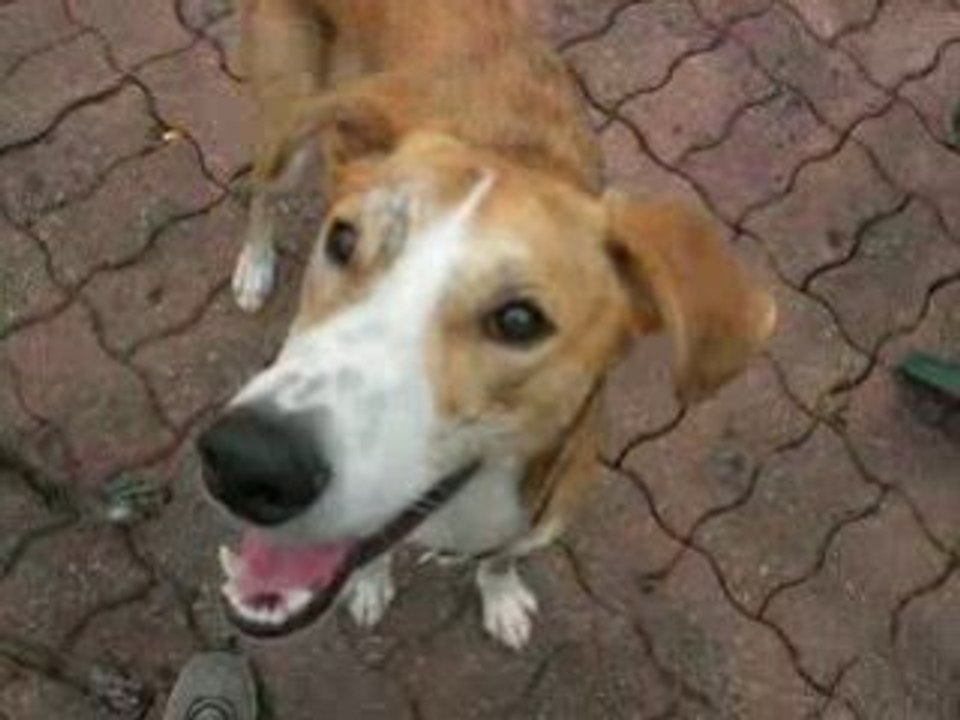 Négri et Vanook - galgos