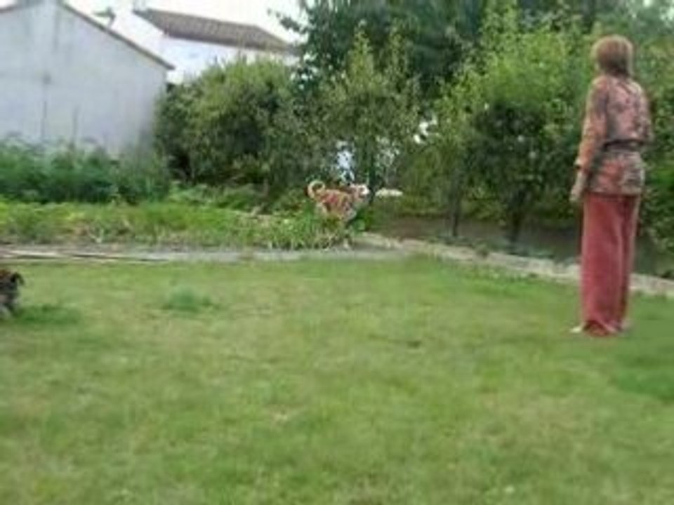 Négri et Vanook - galgos