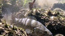 You'd Never See This Venomous Fish Coming! 🐟☠️ | Freshwater Bullrout