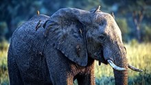 Thousands of Ticks Covered This Elephant Until the Birds Arrived