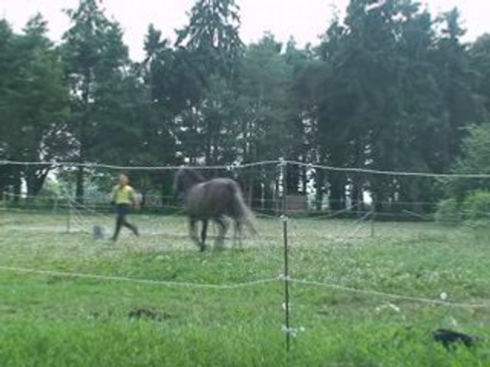 Qu'enzo éthologie 7