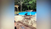 Boxers Never Fail To Make Us Laugh 🤣 Funniest Dog Videos