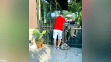 Best Funny Animal Videos You’ll Love 🤪 These Pets Have No Chill