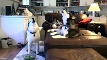 Best Funny Animal Videos  😂 Funniest Dogs & Cats Moments 🐶🐱