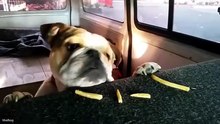 Cute Pets Being Way Too Dramatic 😂 Funniest Animal Videos