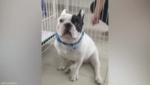 French Bulldogs Are the Funniest Dogs Around! 😎 Funny Animal Videos