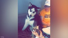 Funniest & Cutest PUPPIES Ever 🥹 Funny Animal Videos