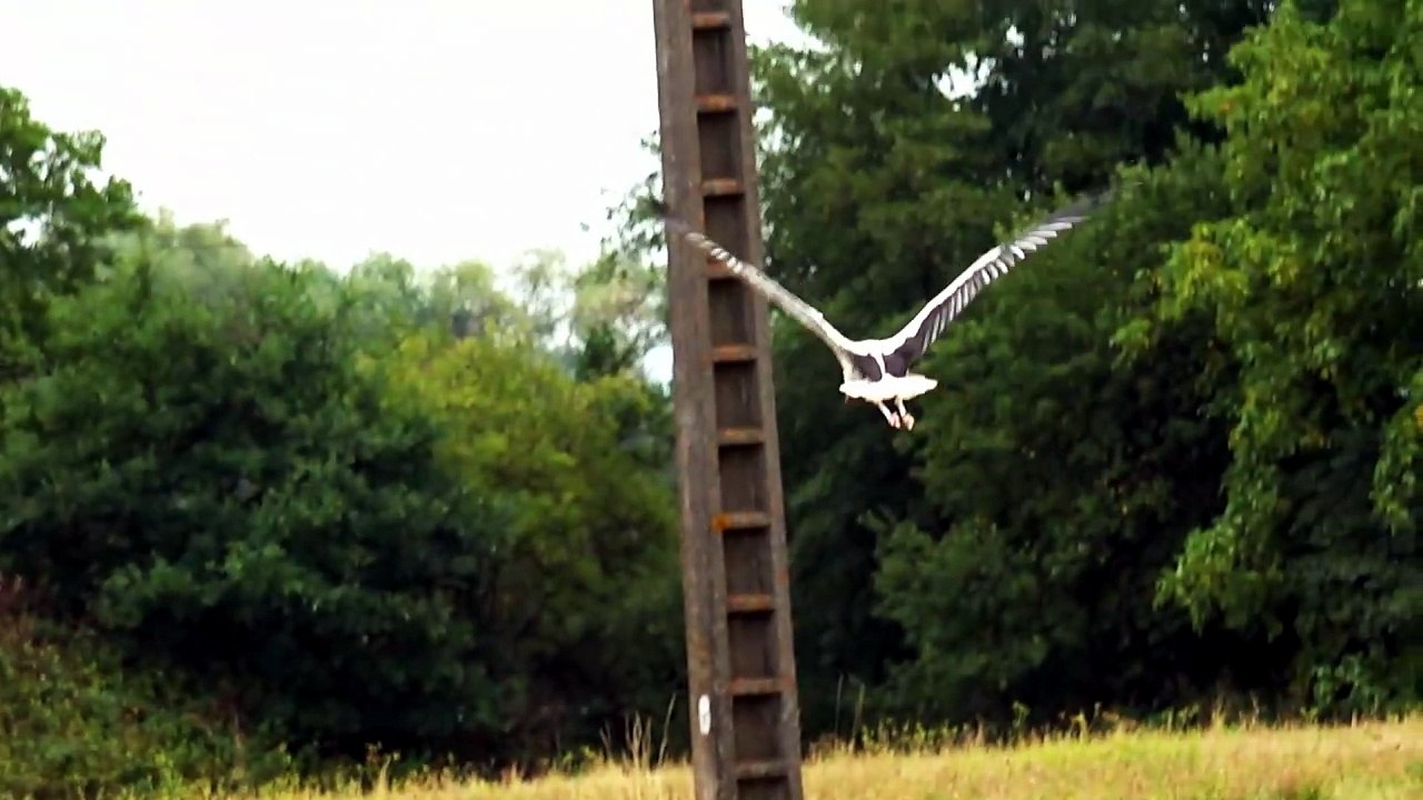 Brumath les Cigognes du Waldstressel