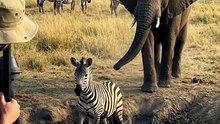 Did this elephant just help a zebra escape the mud 😳🐘🦓