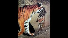 Legendary Tigers of India