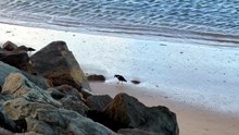 Pied oystercatchers at the seashore