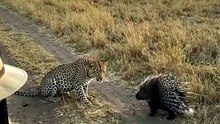 The leopard thought it had found an easy opportunity… until the quills came up. 👀🐆🦔