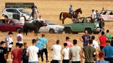 Encierro Campo Fontanar 15-08-2026, toro de Cebada Gago y otros dos