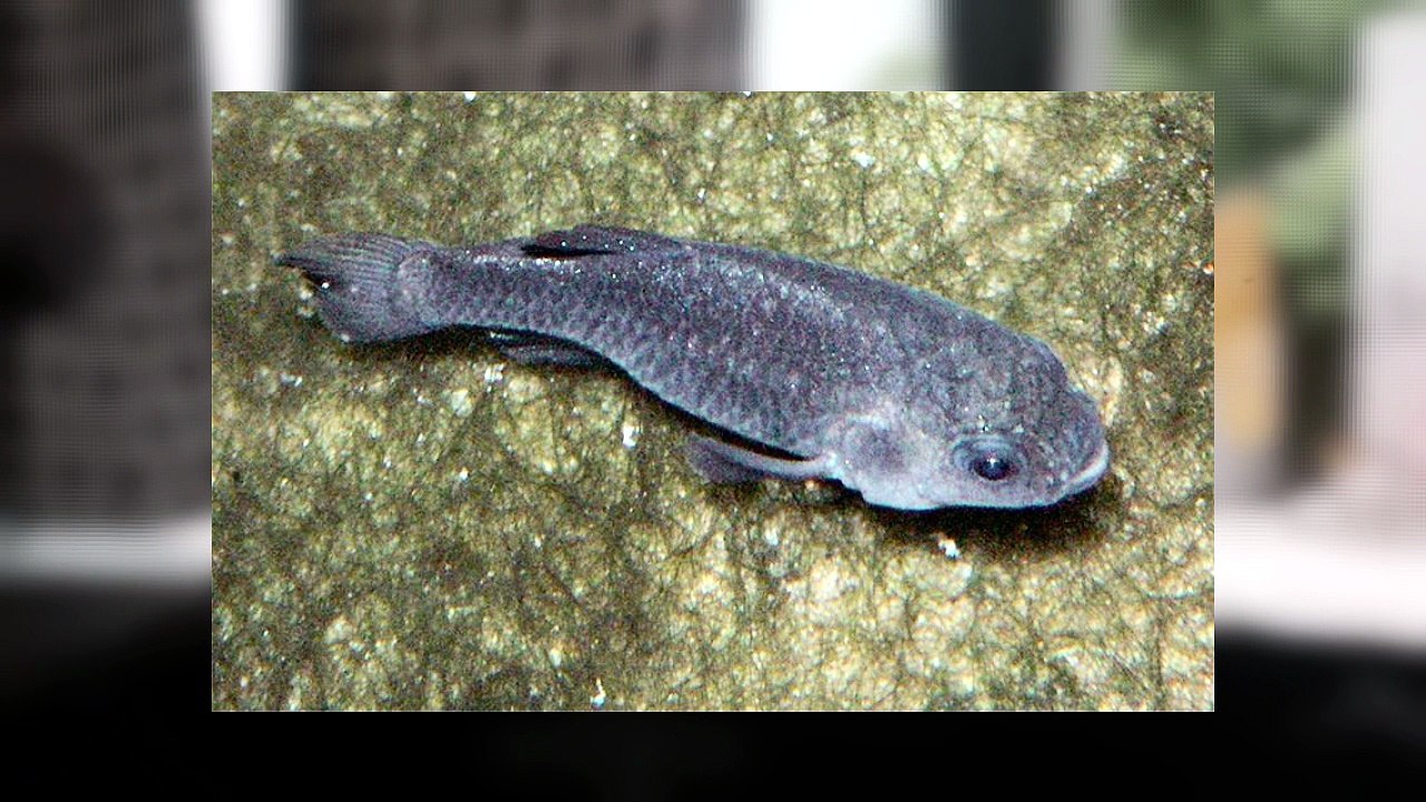 🌊 The Strangest Deep Sea Monster Has Finally Been Mysteriously Filmed Alive 😱