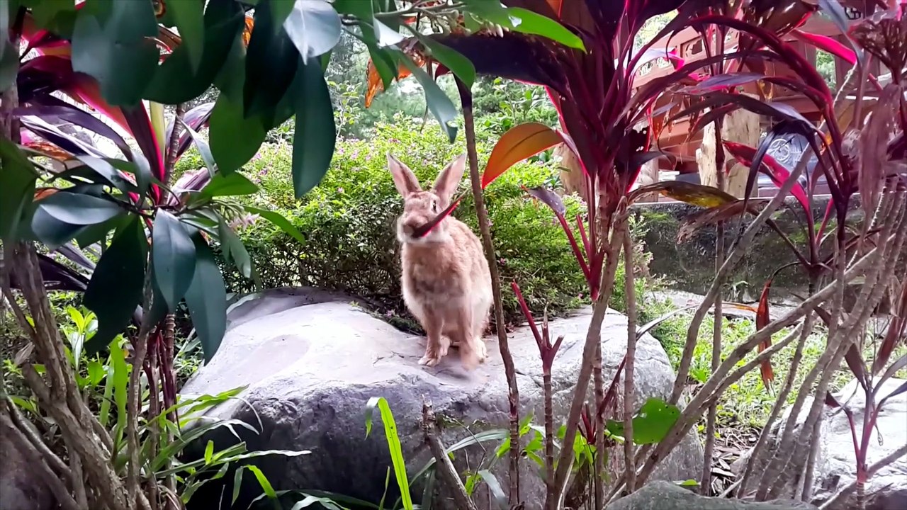 do eastern cottontail rabbits make good pets