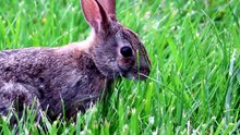 are wild rabbits dangerous to humans at night
