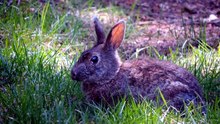 are wild rabbits dangerous to dogs