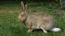 how high can eastern cottontail rabbits jump