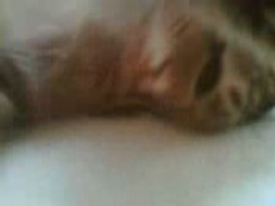 Sleepy kat