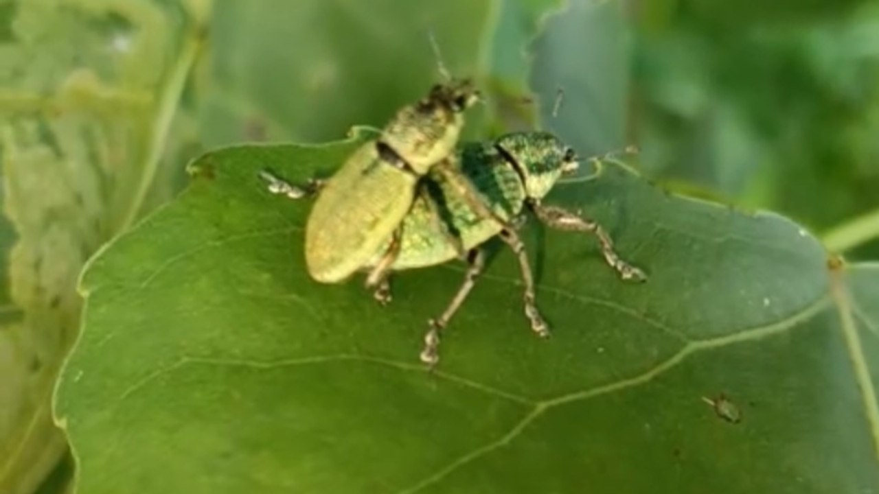 Insect View