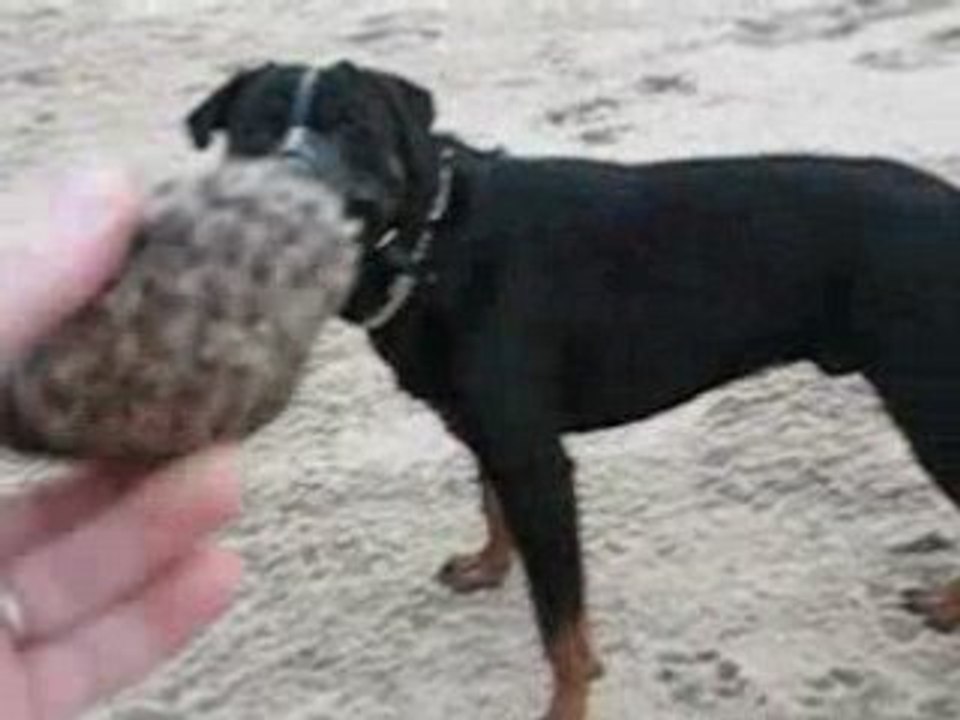 Un rott a la plage