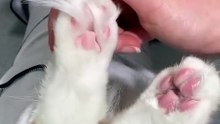 Pet Paw Trimmer for Dogs & Cats – Waterproof LED Grooming Tool, 62% Off