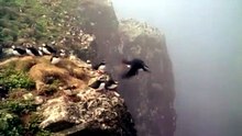 Les Ailes de la nature  大自然的翅膀 @ p03