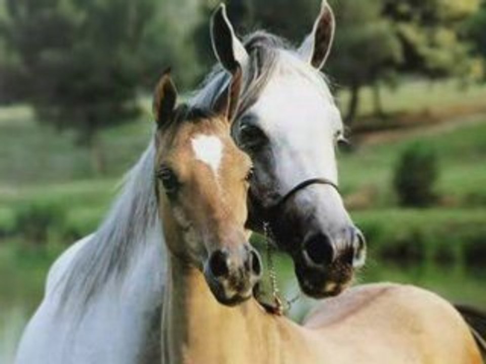 Les chevaux