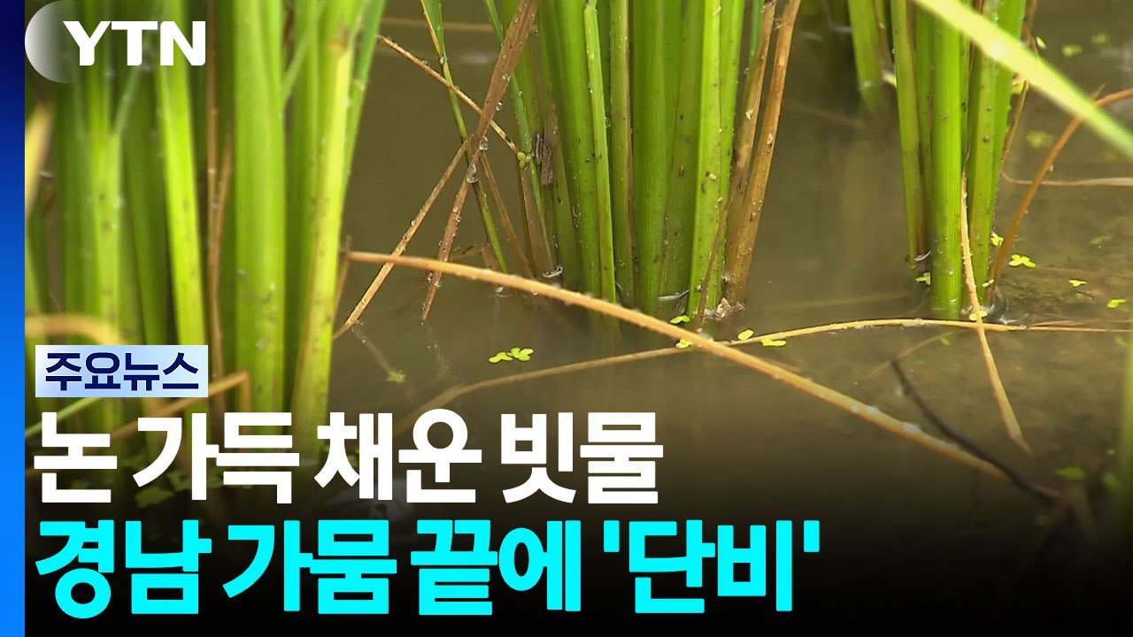 논 가득 채운 빗물...경남 극심한 가뭄 끝에 '단비' / YTN
