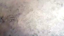 Extremely Sad Cat Crying After Her Newborn Kittens Passed Away