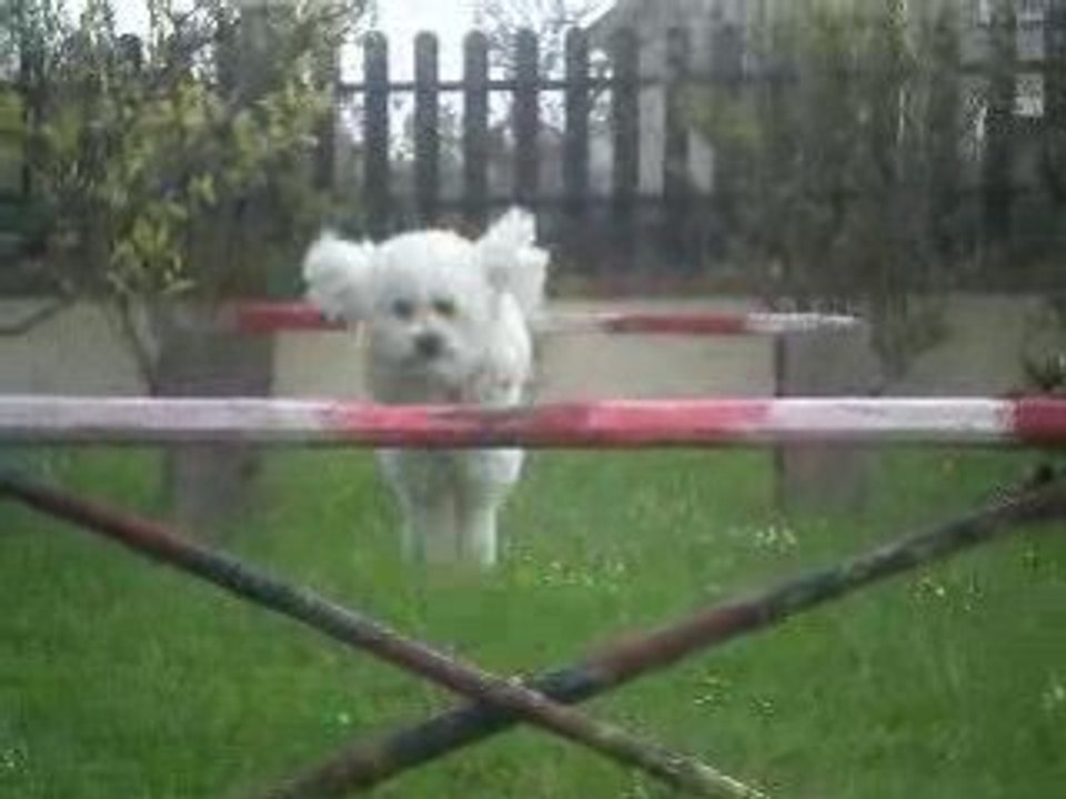 Flocon le bichon 2