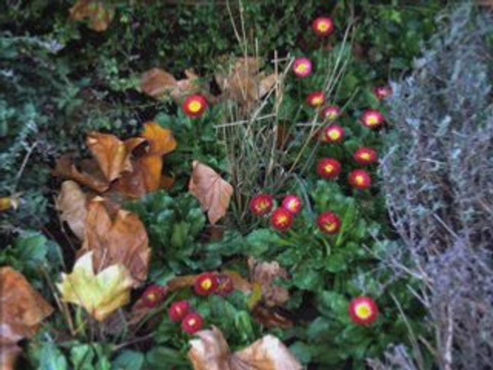 Walk from the Bukingham palase