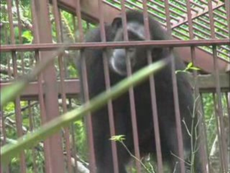 Rudy the Chimpanzee