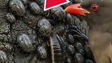 Oxpecker vs Giant Ticks & Leech on an  Elephant | Incredible Macro Wildlife
