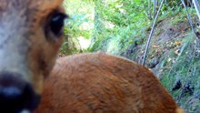 Life in a Ditch / Woodland Wildlife / Relaxing Nature Video / Browning Trail Camera Footage