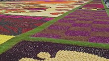 Flower Carpet 2026 🌼 Brussels 🇧🇪✨