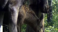 Nature’s Beauty: Moose and Roe Deer Up Close