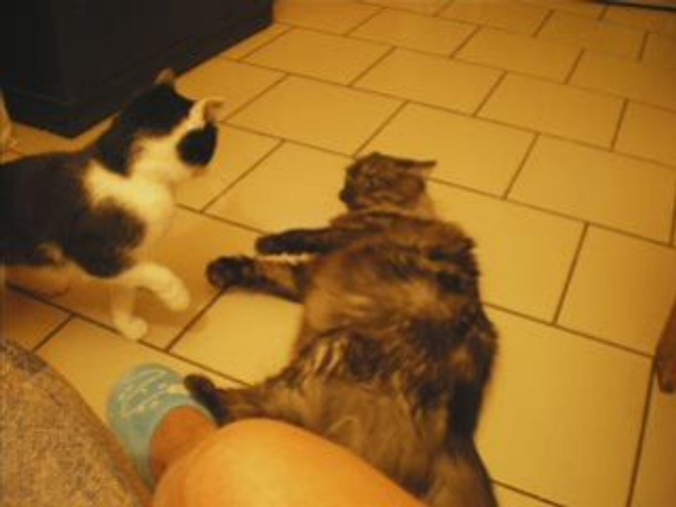mes chats