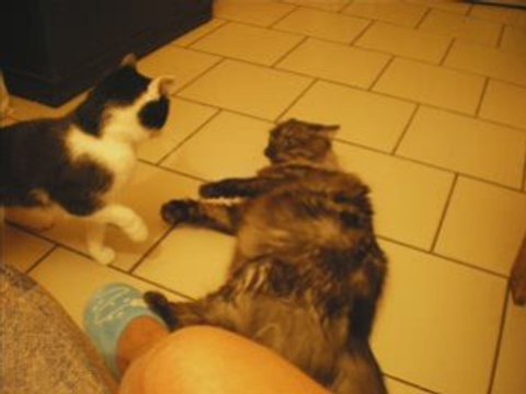 mes chats